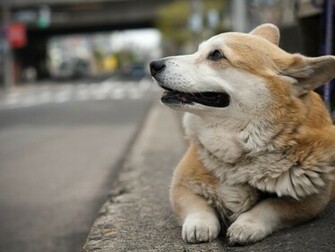 Welsh Corgi Pembroke On The Street Photo And Wallpaper Beautiful