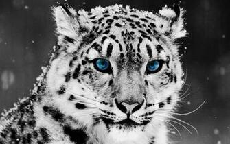Snow Leopard Wallpaper Blue Eyes