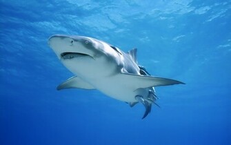 Wallpaper Great White Shark And Remoras