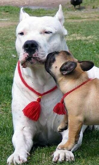 Argentine Dogo Wallpaper Android Apps On Google Play