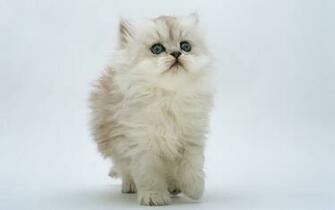 Kitten Jpg
