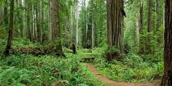 Spotlight Redwood National State Parks Visit California
