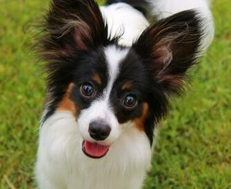 Papillon Wallpaper HD