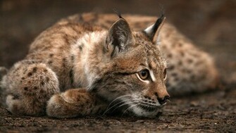 Animal Lynx Wallpaper