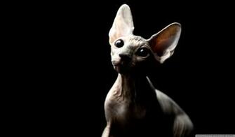 Cat Sphynx Wallpaper HD Best Image Background