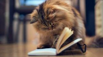 Cats 1080p Wallpaper High Definition Quality Widescreen