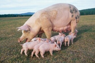 Pig And Piglets Wallpaper X HD
