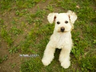 Puppies Toy Poodle Puppy Wallpaper Lovable