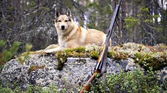 Hunting Dog And Shotgun HD Military Wallpaper