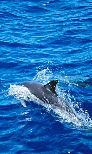 Dolphins HD Live Wallpaper For Android