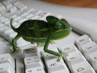 Animal Lizards Funny Lizard Photos Photo
