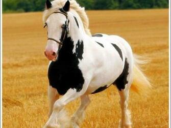 Horse Wallpaper Screensavers HD Background