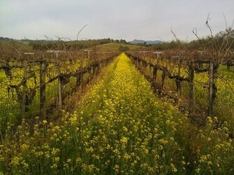 Vineyard Road Desktop And Mobile Wallpaper Wallippo
