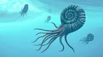 Nautilus Wallpaper