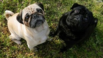 Youwall Pugs Wallpaper Photo
