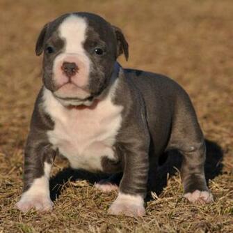 Pitbull Puppies Blue Pitbulls