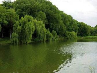 Weeping Willow