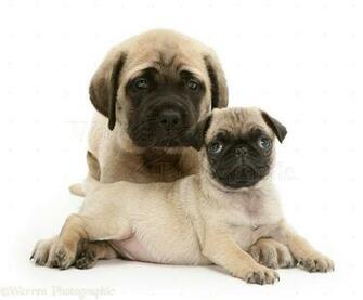 Fawn English Mastiff X Kb Jpeg