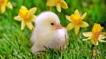 Cute Chicken Baby Wallpaper Hen HD