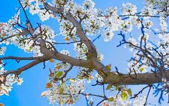 Spring Pear Tree Mac Wallpaper
