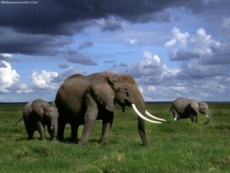 Indian Elephant