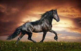 Horse Wallpaper S Cool Walldiskpaper