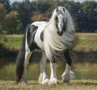 Horse Wallpaper