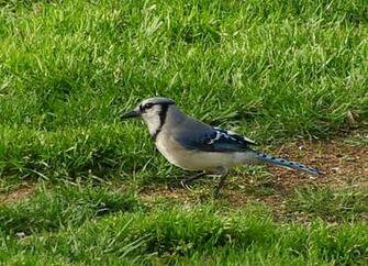 Blue Jays Toronto Jay Bird Flying