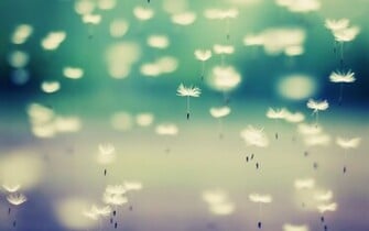 Dandelion WallpaperHD Wallpaper