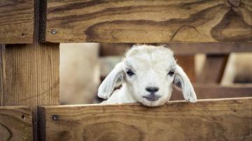 Goat Wallpaper Pictures