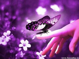 Butterfly Wallpaper Colorful Butterflies HD