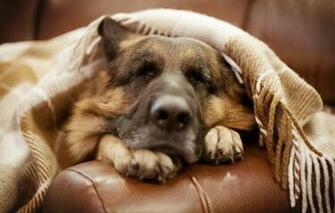 Wallpaper German Shepherd Dog Friend