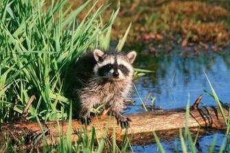 Raccoon HD Wallpaper Background Image