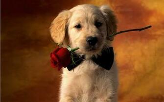 Best Wallpaper The Secret Life Of Animals Noname