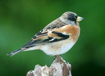 Brambling Bird Wallpaper Full Desktop Background