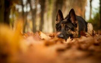 Dogs Autumn Wallpaper High Definition Quality