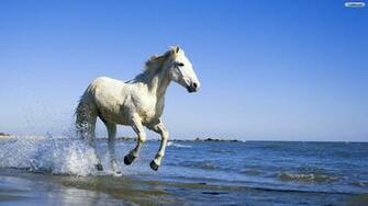 Youwall White Horse Wallpaper