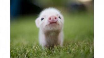 Cute Pig 4k Wallpaper