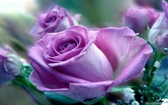 Purple Rose Flower Wallpaper High Resolution