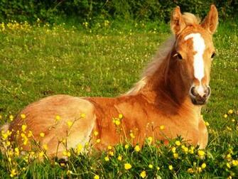 Cute Horse Wallpaper