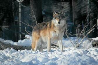 Grey Wolf Wallpaper