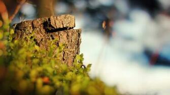 Nature Full HD Wallpaper 1080p Desktop Background