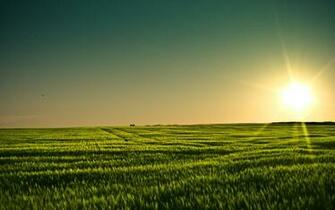 Summer Field Background Grain Wallpaper