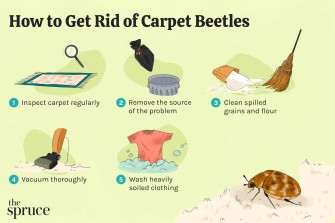 How Do I Know If Have Carpet Beetles In My Hair At Melissa Reese Wallpaper
