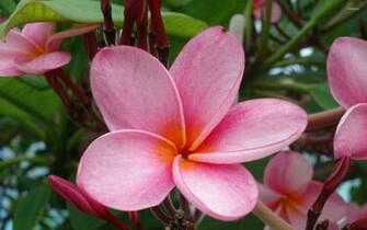 Pink Plumeria Wallpaper Flower