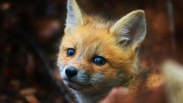 Wallpaper 4k Cute Fox Cub Animals