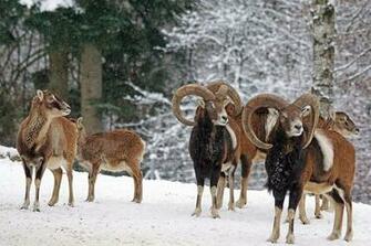 HD Wallpaper Pack Of Brown Animals On Snow Field Mouflon Horned