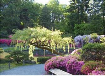 3d Wallpaper Japanese Garden Wisteria