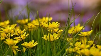 Flowers Field Background High Definition Wallpaper HD