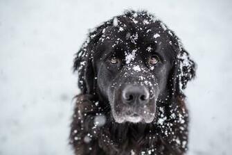Cute Dog In The Snow Most Breeds Of Dogs World Background For